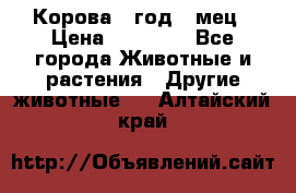 Корова 1 год 4 мец › Цена ­ 27 000 - Все города Животные и растения » Другие животные   . Алтайский край